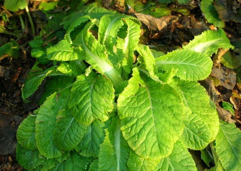 Primula vulgaris / Primula comune